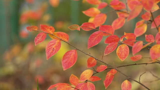 Autumn leaves red