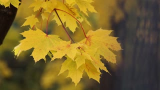 Maple leaves yellow