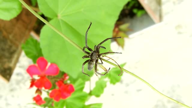 Insect spider garden