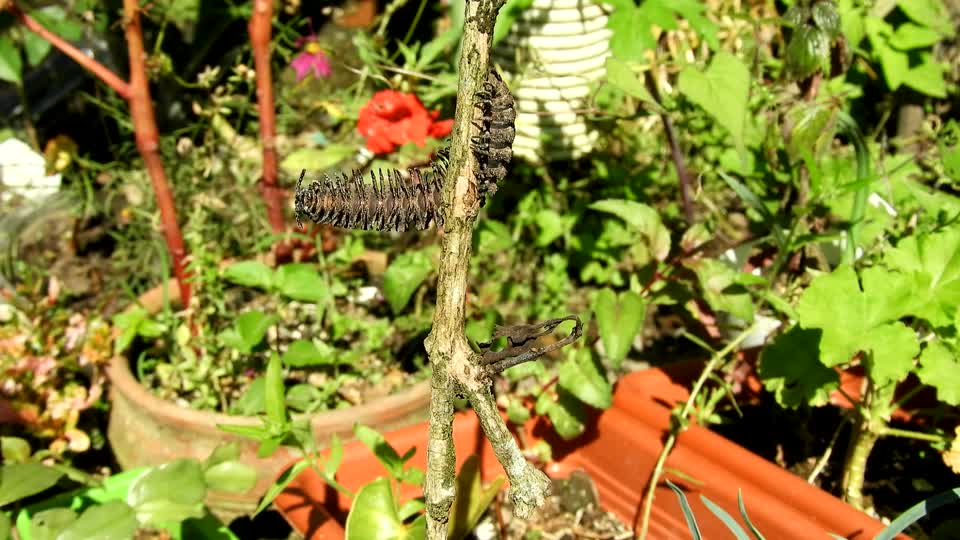 Insect worm garden
