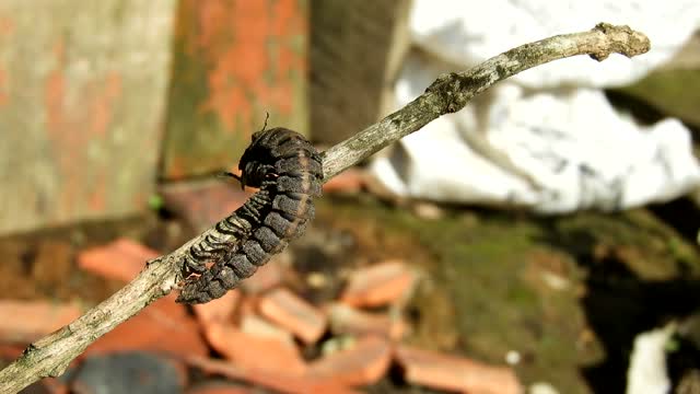 Yard insect worms