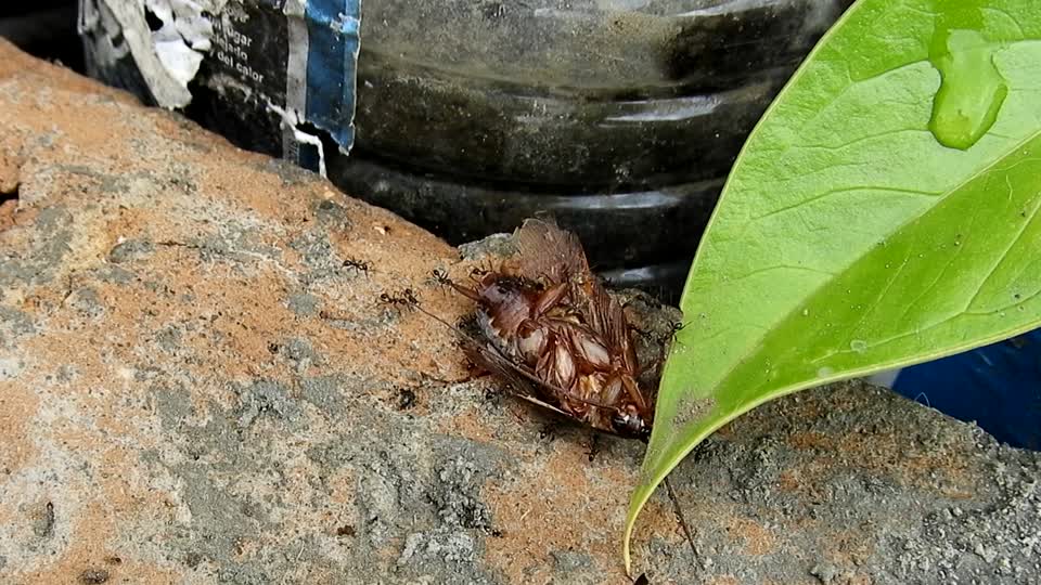 Nature work effort