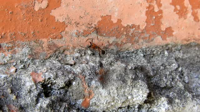 Ants work drag