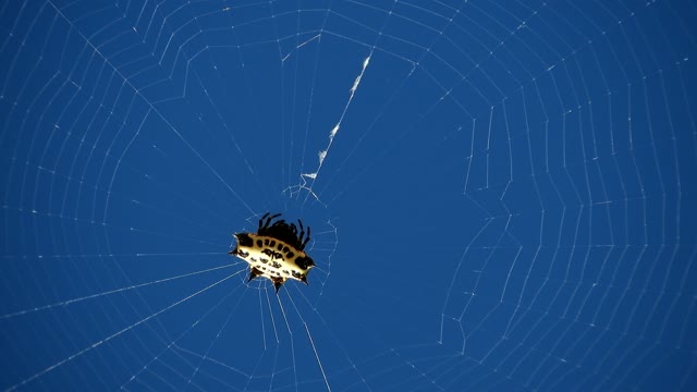 Macro insect spider