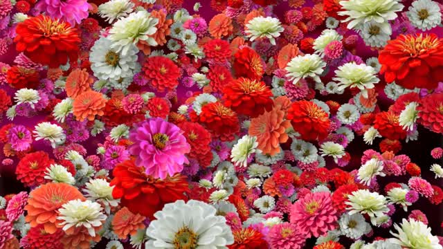 Flower floral petals