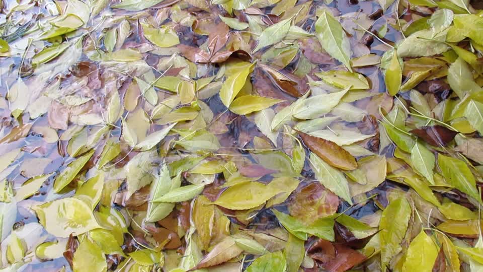 Yellow leaves rain wet