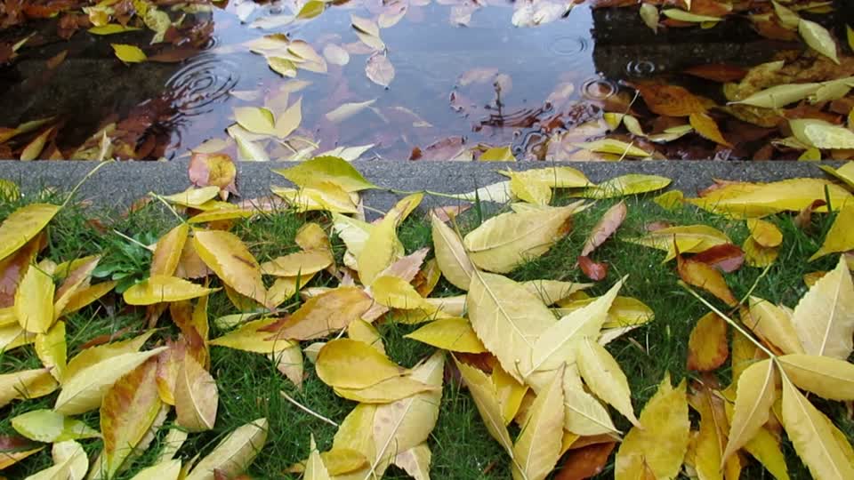 Yellow leaves rain nature
