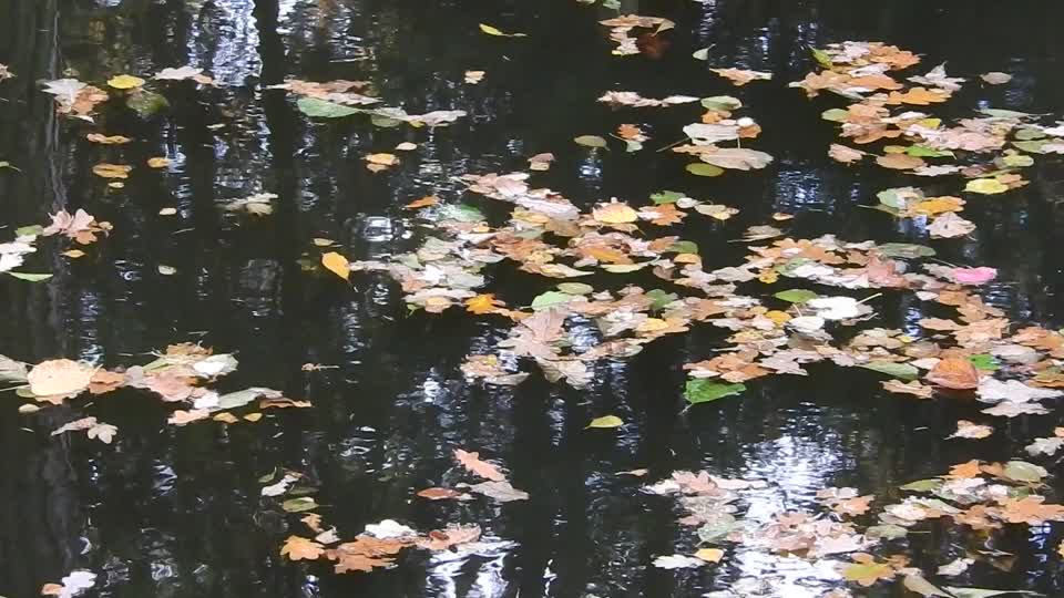 The leaves on the water leaves on the surface of the the current of the river