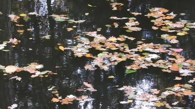 The leaves on the water leaves on the surface of the the current of the river