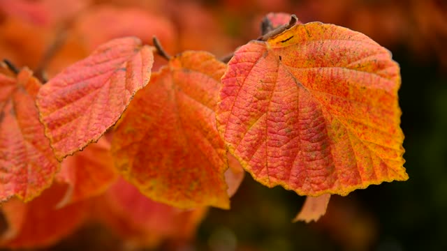 Fall leaf nature