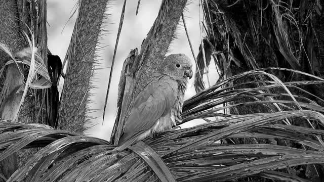 Nature black and white parrot