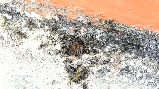 Insects ants work