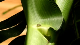 Garden insect leaf