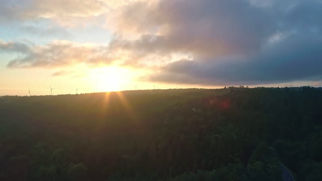 Forest morning sun landscape