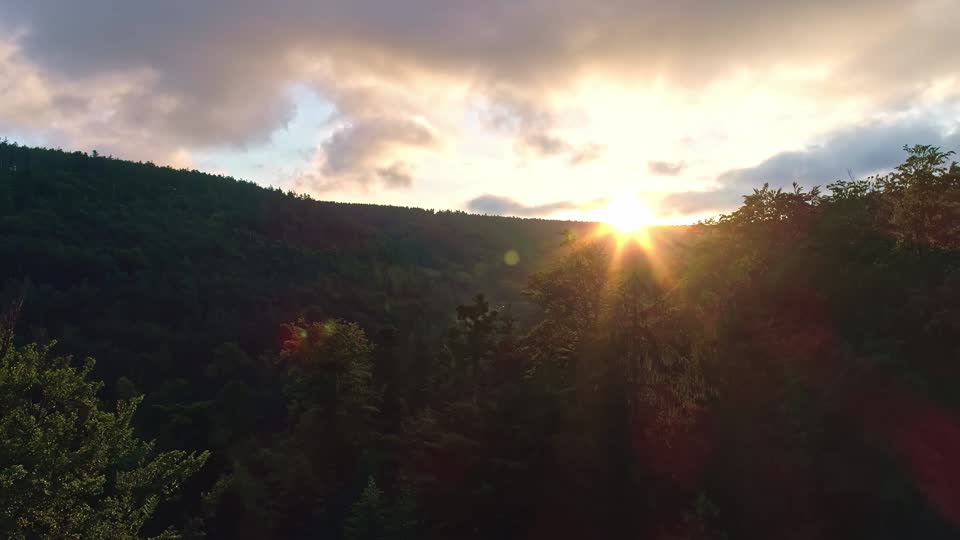 Forest morning sun landscape
