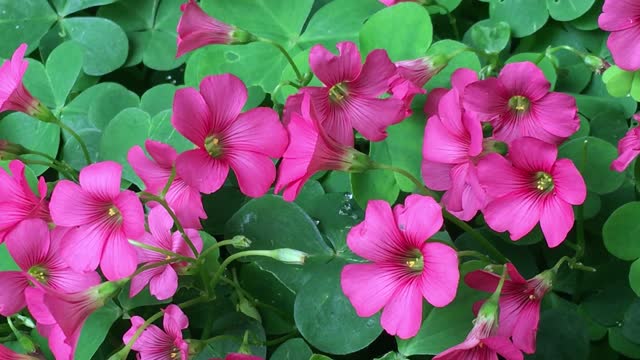 Clover spring plant