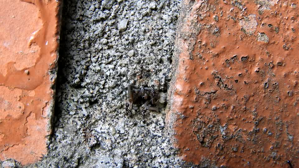 Insects ants colombia