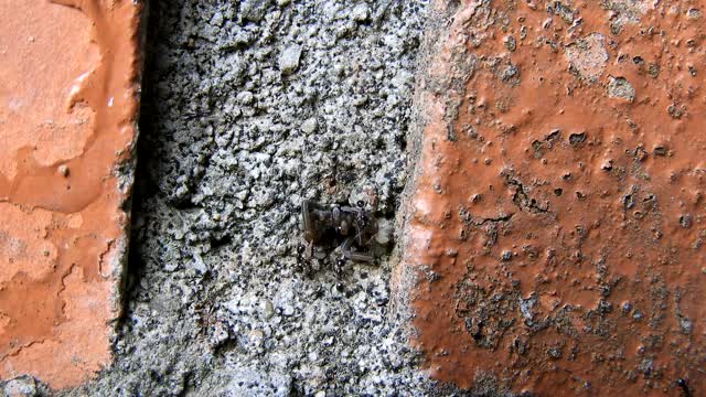 Insects ants colombia