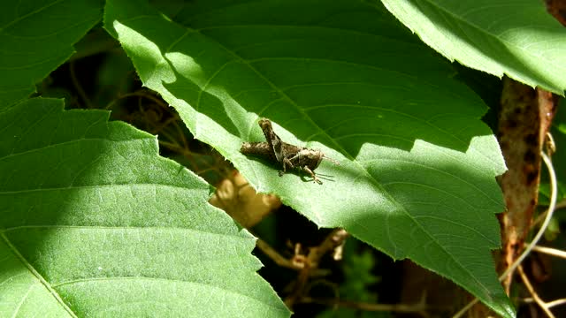 Insect cricket leaf
