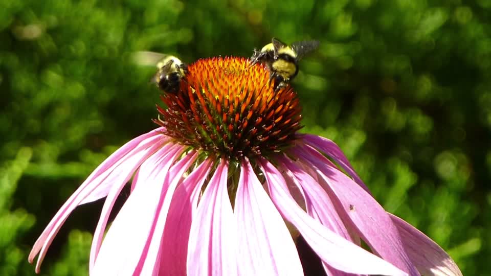 Bees flower garden