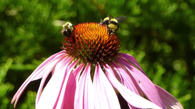 Bees flower garden