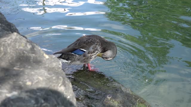 Duck plumage cleaning
