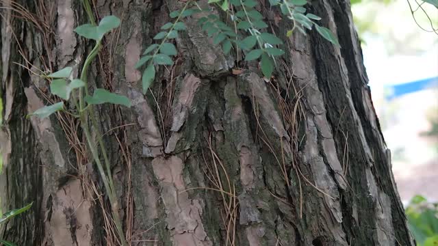 Wood nature park