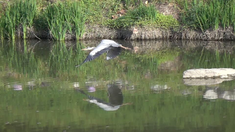 Gray heron common heron emergency