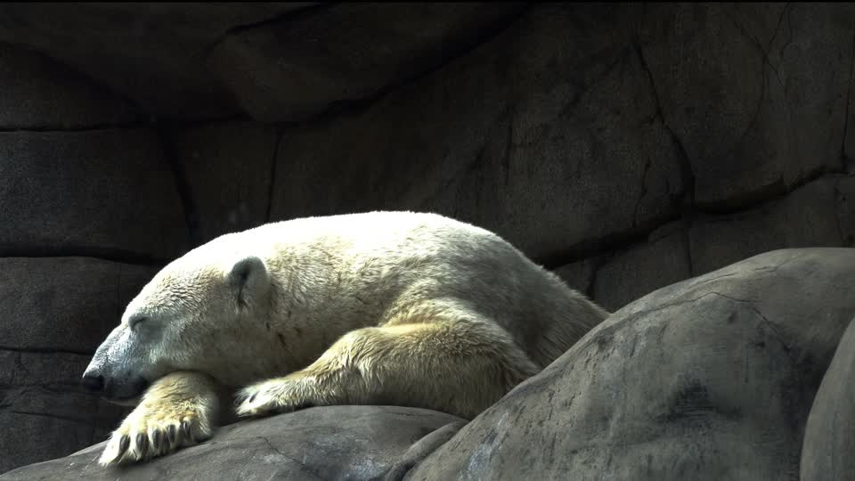 Icebear weary sleep