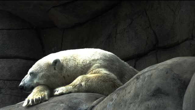Icebear weary sleep