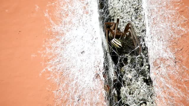 Insects spiders hunter
