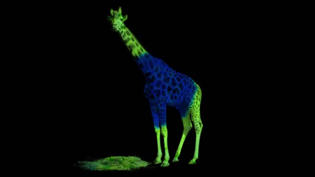 Giraffe animal abstract
