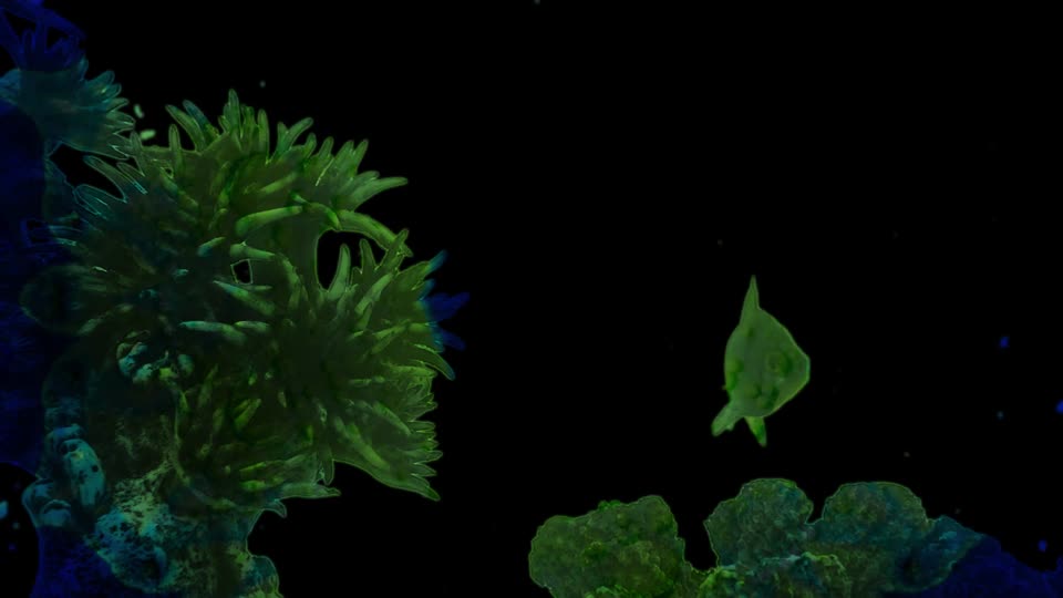 Aquarium psychedelic fish