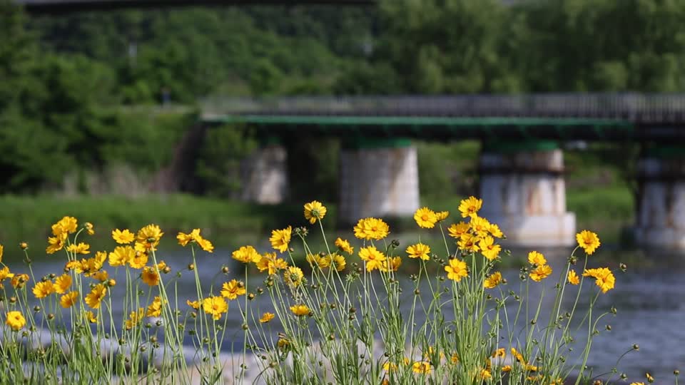 Yellow flowers plants wind