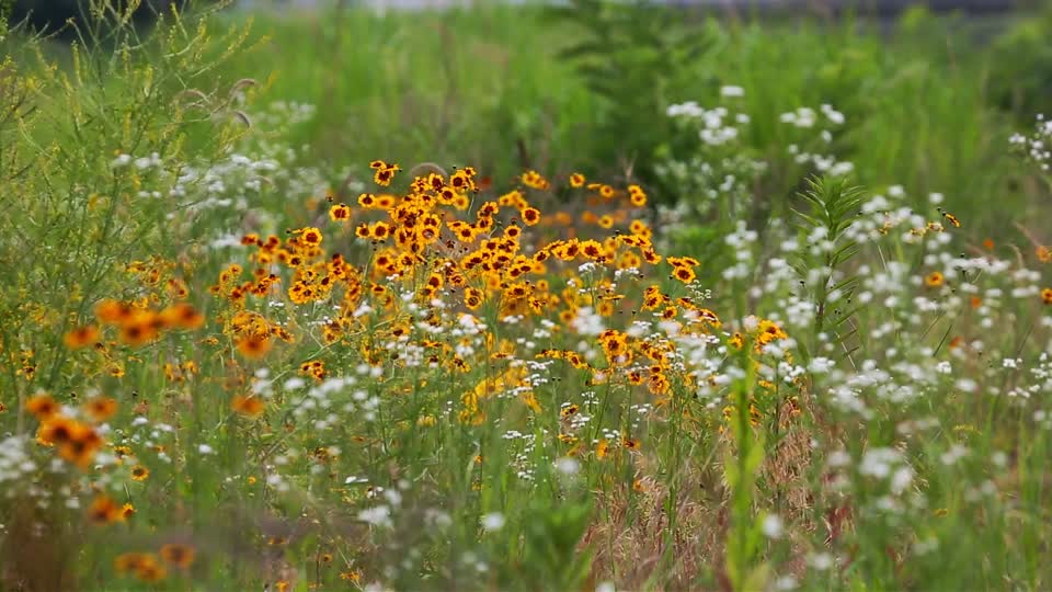 Wildflower parasitic first wind