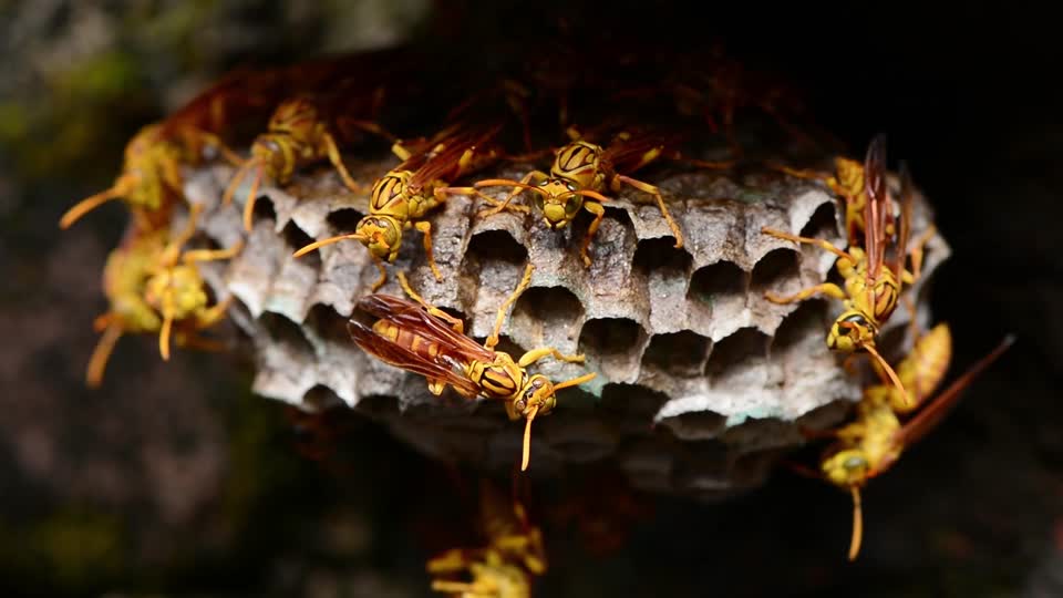 Hornet insects hornet moth