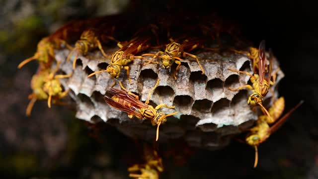 Hornet insects hornet moth