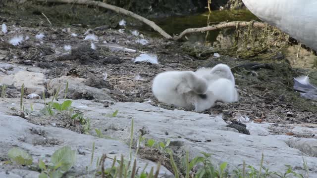 Swan animal animal world