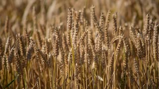 Wheat wheat field nature