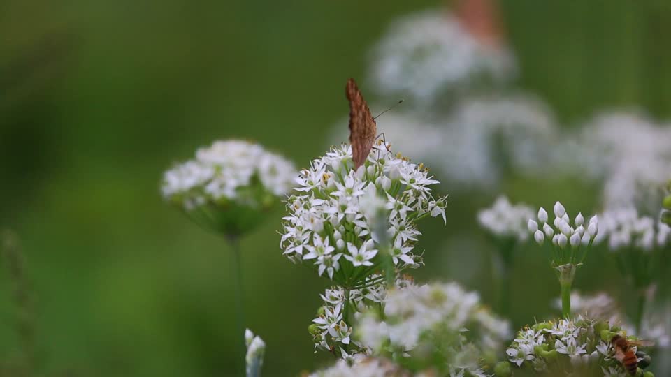 Autumn leek flower butterfly