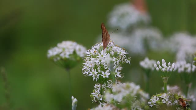 Autumn leek flower butterfly