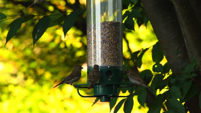 Bird feeder birds garden