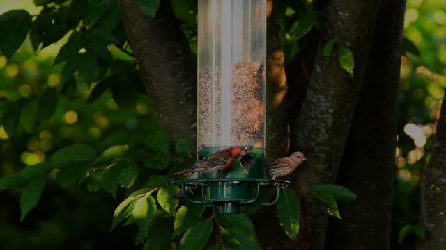 Bird feeder birds garden