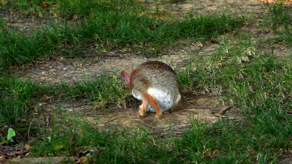 Rabbit park nature