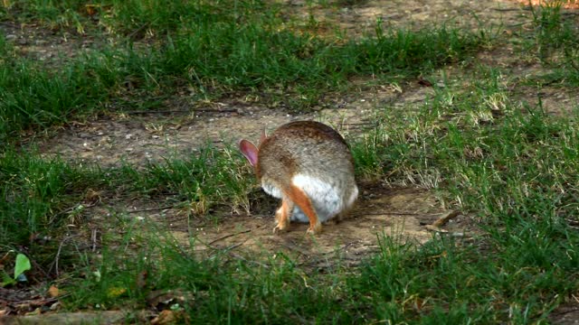 Rabbit park nature