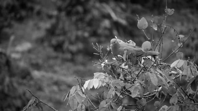 Black and white bird tortola