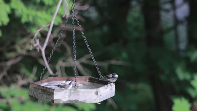 Bird bath birds bath