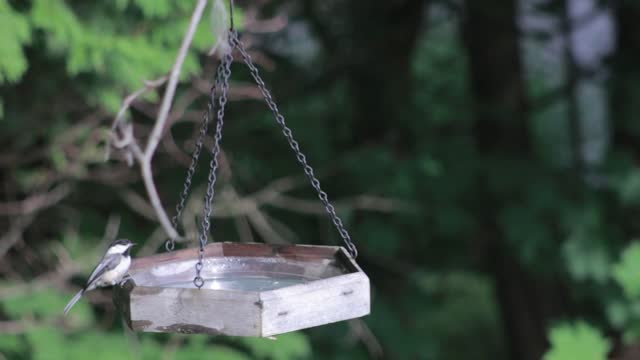 Bird bath birds bath