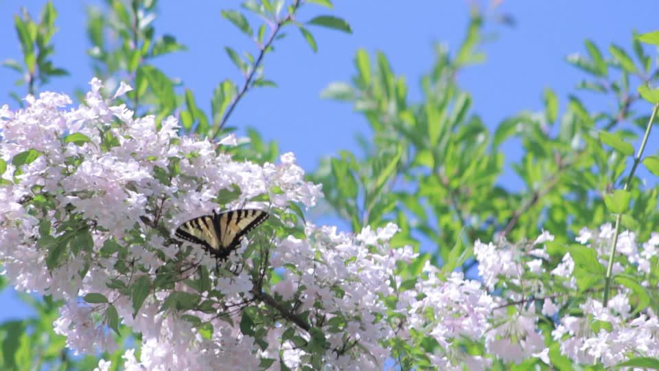 Butterfly swallowtail bush