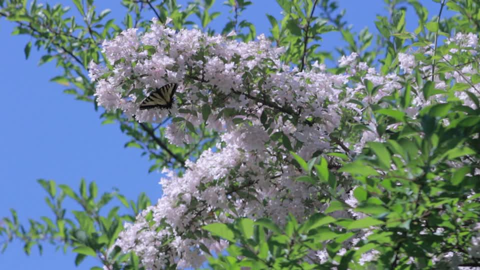 Butterfly swallowtail bush